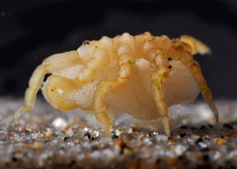 Sea Spider, Pycnogonum stearnsi